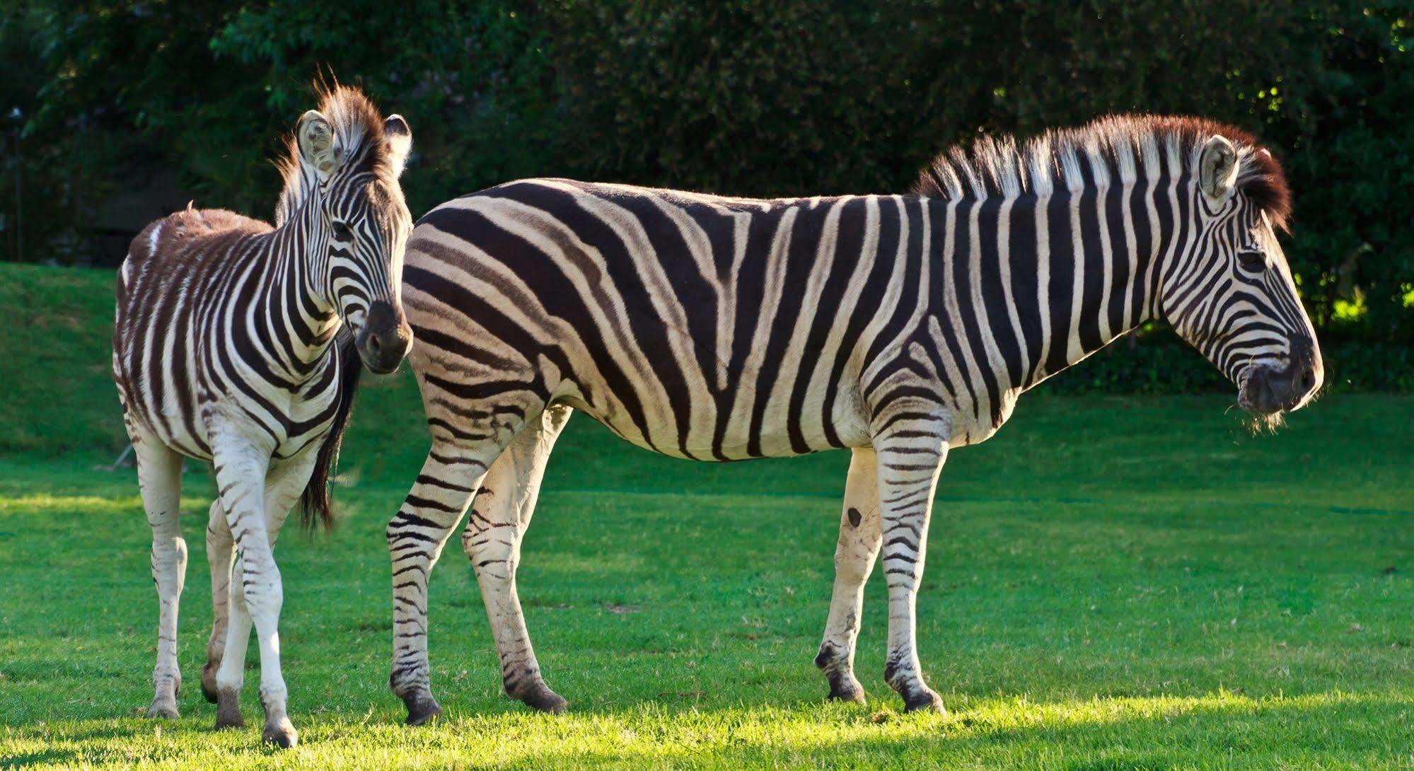 Zulu Nyala Country Manor Hotell Johannesburg Eksteriør bilde